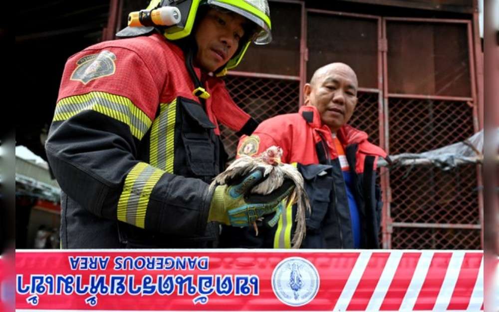 A firefighter holds an injured bird after a fire destroyed hundreds of pet shops at the Chatuchak Weekend Market in Bangkok, June 11, 2024.Credit: Panumas Sanguanwong-Thai News Pix/BenarNews