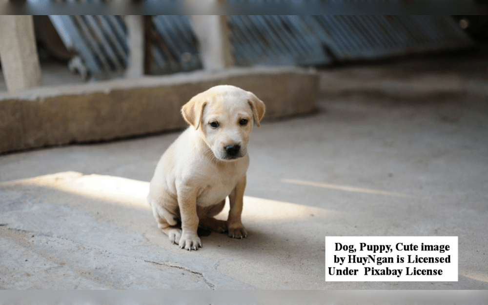 Selecting a puppy or kitten is an important choice, and there are many important factors to take into account even before your new family member arrives possibly even before they are born. 