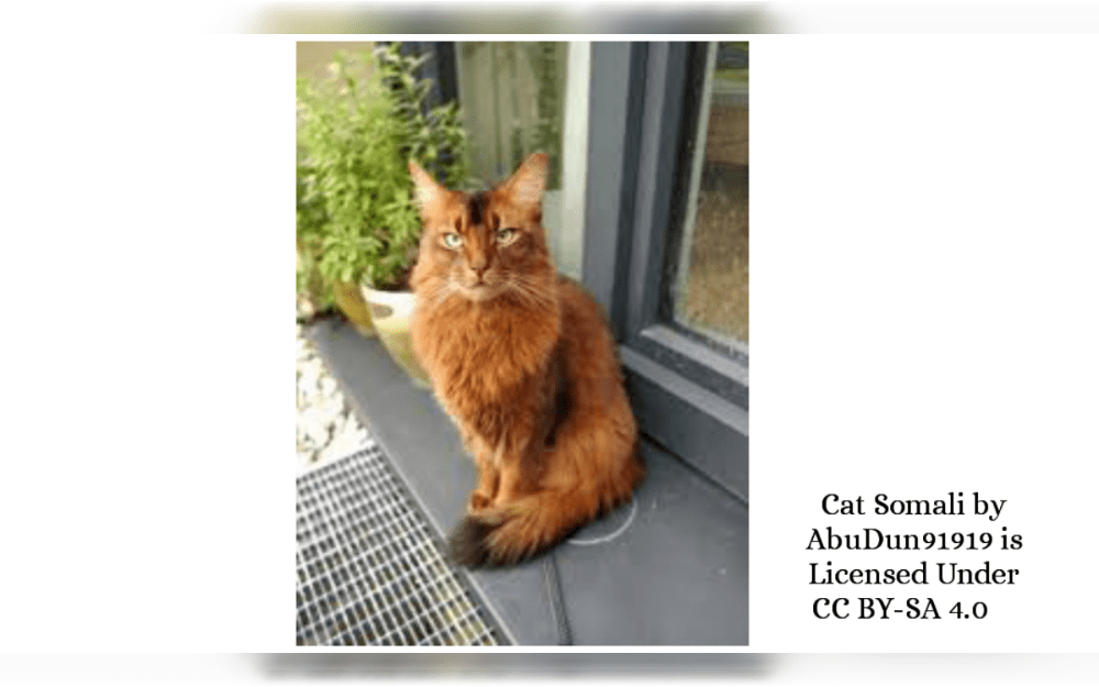 A medium-sized cat with a magnificent coat and a bushy fox-like tail, the Somali is elegant, athletic, and well-muscled.Somali cats have semi-long hair and are available in four basic colors: cinnamon (sorrel), tawny, blue, and beige-fawn. These colors are also in the silver range. 