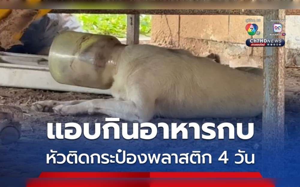 A dog at a house in Tambon Chaiyaphum, Amphoe Chaiyaphum, Ang Thong Province,North Eastern Thailand,has its head caught in a plastic container. On May 15, 2015, Rescue Association personnel got a call for help.