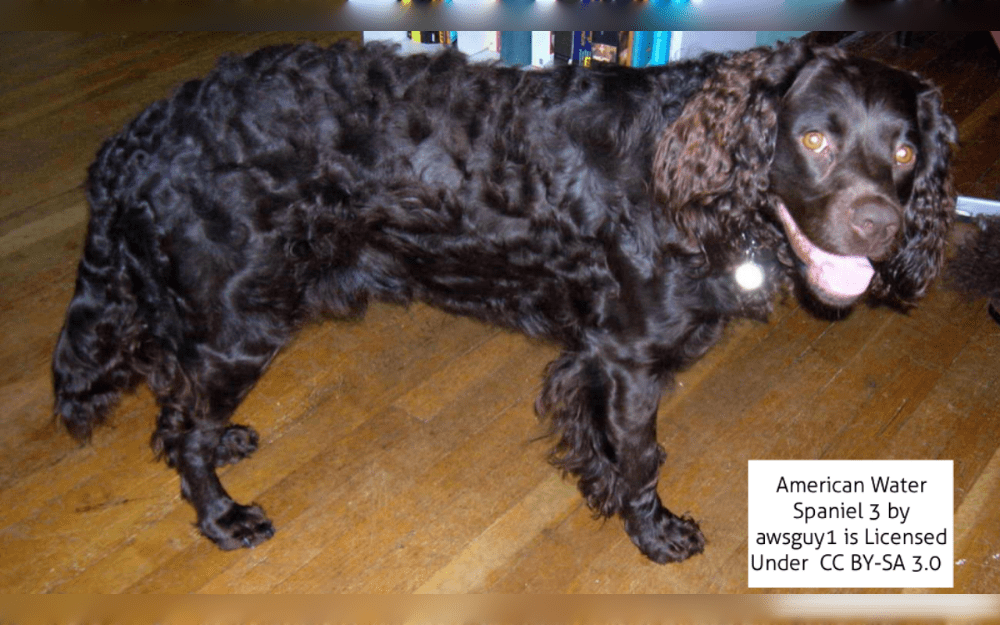 Due to their high level of endurance, American Water Spaniels are energetic dogs.Medium in size 15 to 18 inches in height (Females: 25 to 35 pounds, males 30 to 45 pounds). The coat may appear tight or wavy. Solid liver, dark chocolate or brown, with sometimes white on the chest or toes.