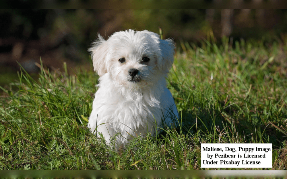 The Maltese, a popular breed of companion dog in the Toy Group, are known for their silky white, floor-length hair. Maltese dogs are considered as hypoallergenic due to their low shedding rates, despite having long white hair.