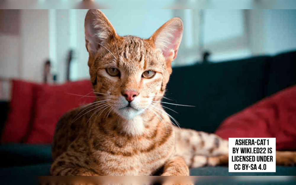 With costs of up to $100,000 or even more (Rs 85 lakh or above), Ashera cats are considered to be the costliest breed in the world. This is because it is a rare breed that was created by crossing an Asian leopard cat, an African serval, and a domestic house cat.