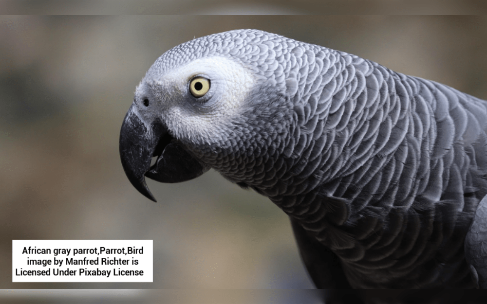 The African grey is regarded as one of the best talkers of all pet parrots and has a pleasant personality. Some African greys have a remarkable capacity for imitation, leading to the development of large vocabularies of phrases, melodies, poetry, whistles and sounds.