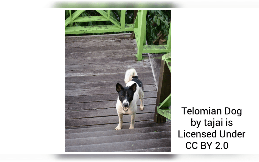 Malaysia is home to the rare breed of dog known as the Telomian known as Commonly known as “Kampung Dogs”, Small to medium in stature, Telomian dogs have upright ears and a wedge-shaped cranium.The three most prevalent colors are white, brown, and black.