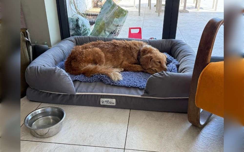 After going missing for over a month, a dog was found at sea.Lyndhurst,England based Nonprofit organization KS Rescue Angels shared the amazing story of 5-year-old Amber on their Facebook page.