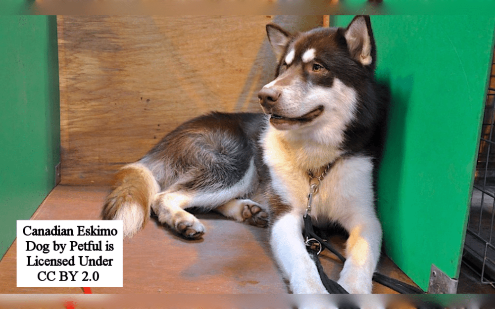 The Canadian Eskimo dog, also known as the Canadian Inuit dog, is a large dog that weighs between thirty and forty-three kilograms or 66 to 95 pounds.Life sopan 10 to 15 years.