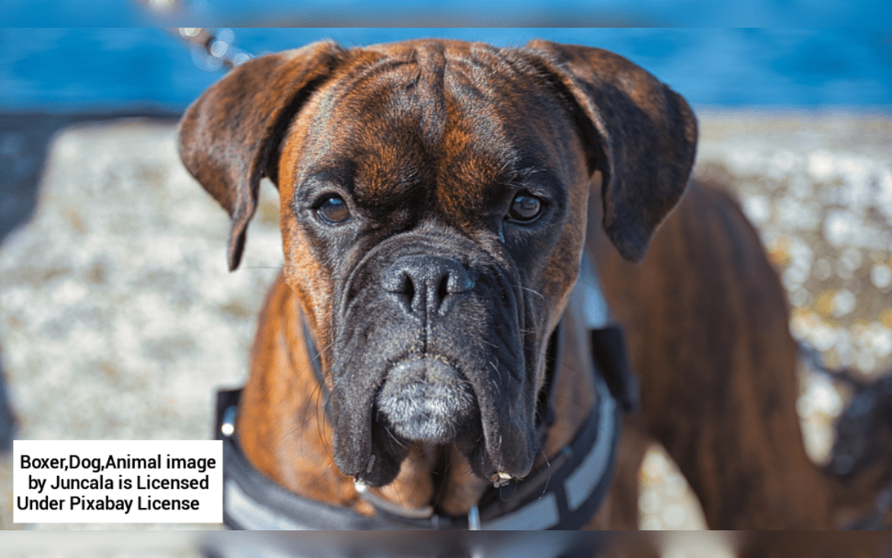 Large breeds, which include German Shepherds, Bernese Mountain Dogs,Great Danes, Tibetan Mastiff, Newzealand,St. Bernard are defined as dog that weigh between 50 and 90 pounds when fully mature.Giant dog breeds are frequently defined as dogs weighing more than 90 pounds at maturity.