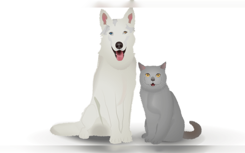 Pets need a balanced diet that includes vital nutrients for development, vitality, and general health, just like people do. They have quite different nutritional needs than humans do; they require more proteins, lipids, vitamins, and minerals, and they seldom need carbohydrates.