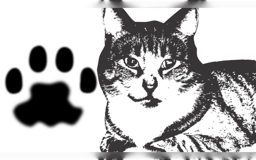 Despite the fact that cats make great companions, owners should be mindful that they can occasionally spread dangerous bacteria that can cause illness. This can occur even if they seem clean and healthy.