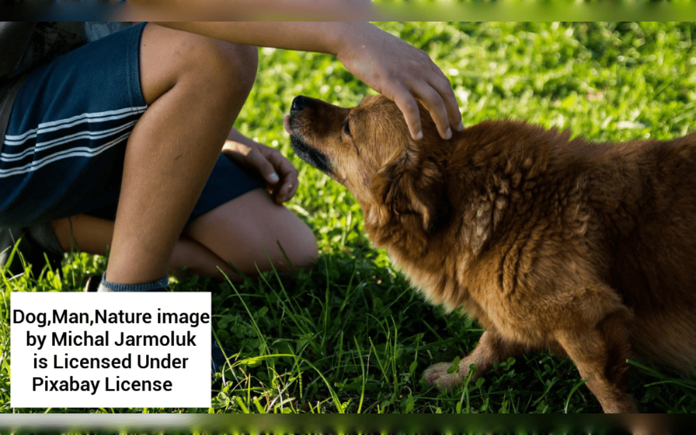 The ideal breed for a first-time dog owner is one that matches your level of energy and focus. Select a dog with endurance and athleticism, like a Labrador retriever, if you want a companion that can run with you.