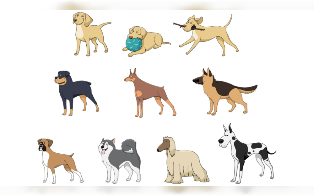 India has a number of websites that offer chances for pet breeders and people who want to purchase or adopt animals.These websites let visitors go through postings, get in touch with breeders, and learn more about different dog breeds.