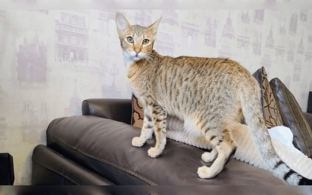 Large to medium-sized, the Serengeti breed has a number of distinctive characteristics.With its long legs, long torso, big, round-tipped ears, small, triangular face, and bold eyes, the cat has a lithe, elegant, and large-boned body.In 1994, a Bengal and an Oriental Shorthair were crossed to create the first Serengeti cat.
