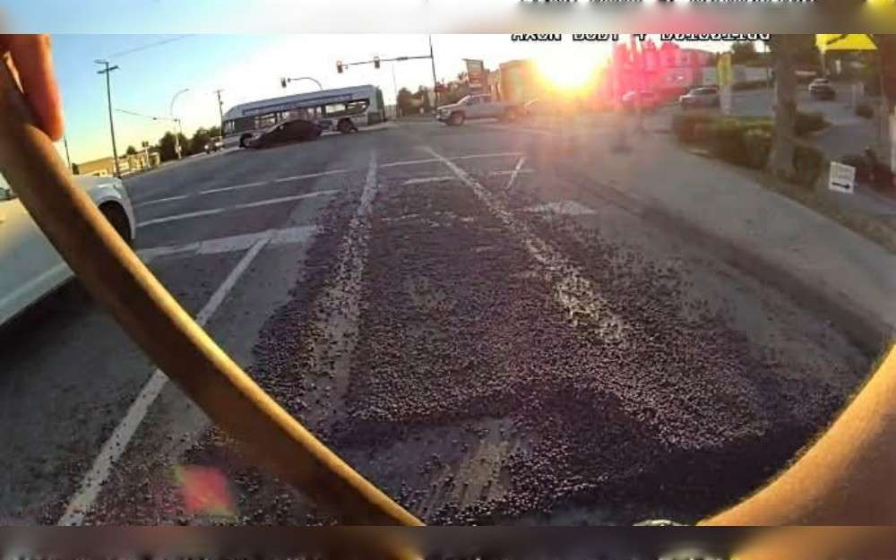 Last week, a truck in Mission had a load of blueberries spilled off it, and the driver was given a ticket. According to Mission RCMP, a white Ford pickup truck carrying boxes of freshly picked blueberries halted at the intersection of Lougheed Highway and Wren Street on June 29 during the afternoon rush hour, resulting in a "juicy incident," Vancouver Sun reports.
