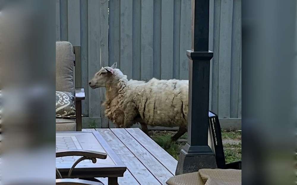 Beaverton Police, Oregon,United States,said on social media platforms that the sheep's owner had been found and that it had been returned early on July 14.