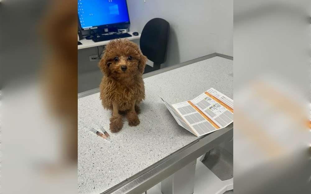 For the first time since his birth,the butthole-less puppy has achieved significant progress in his medical journey by learning to poop on his own. In June, Tooshie gained attention after a backyard breeder turned over the five-week-old cavoodle to Warwick Vet.