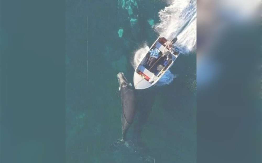 A speedboat carrying three passengers struck a whale and its calf south of Sydney, prompting Australian boaters to exercise caution.