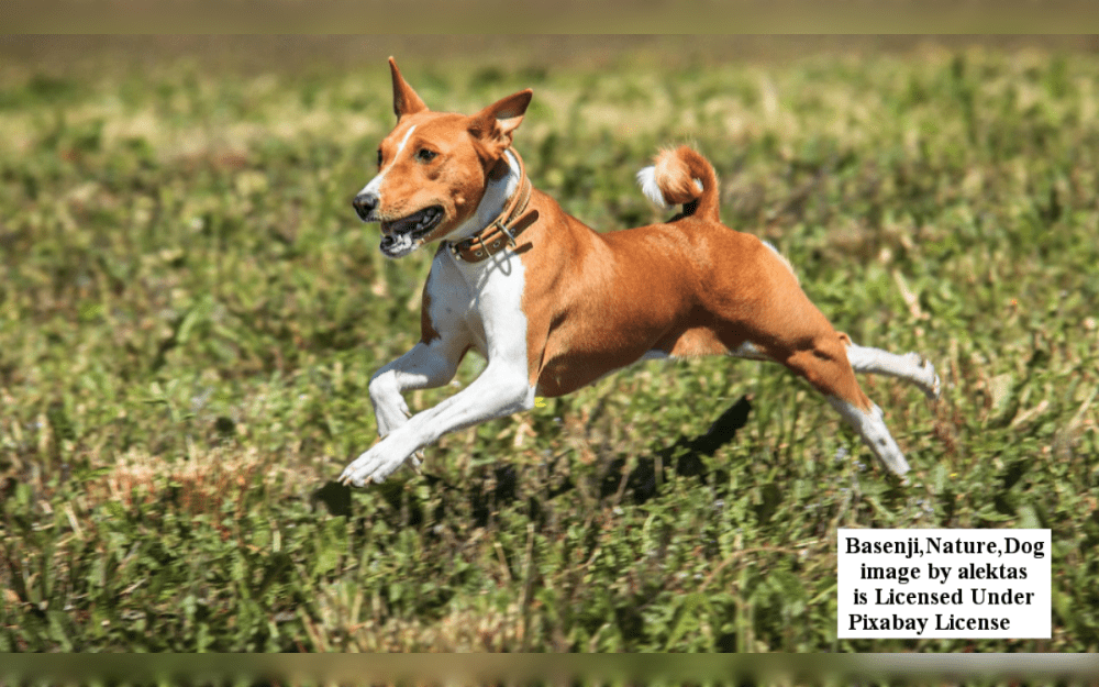 Dogs that are quiet are perfect for apartment dwellers or people who live near to neighbors since they are less prone to bark, howl, or whine. Selecting a breed with a low propensity to bark will increase your chances of having a quiet dog, even if you can train any dog to bark less.