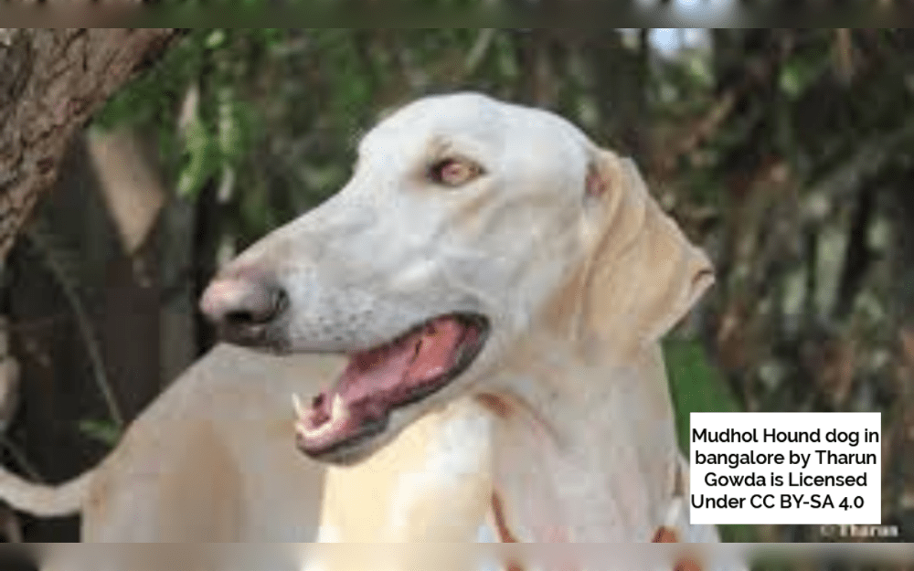 An Indian dog breed known as the Mudhol Hound.The medium- to large-sized sighthound, also called the Caravan Hound has been used as a guard dog and hunter dog.According to experts,in the early twentieth century, Shrimant Rajesaheb Malojirao Ghorpade of princely state of Mudhol took initiative to improved the breed around the beginning of the 20th century, creating the royal Mudhol Hound.