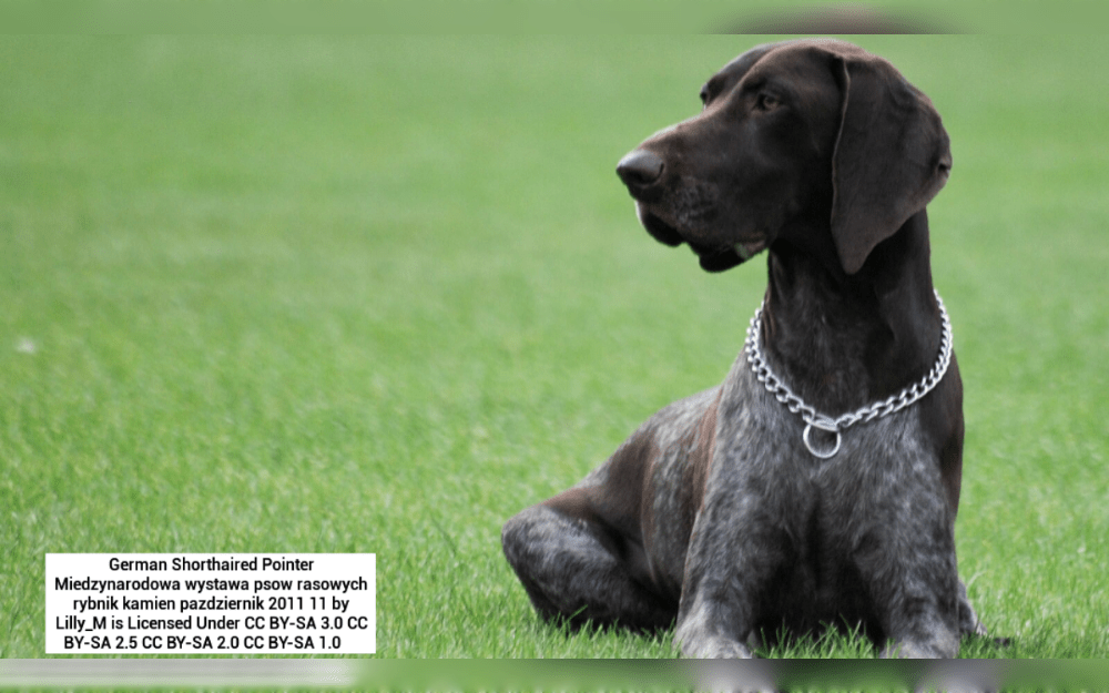 German Shorthaired Pointers are a smart and agile breed that originated in Germany.German Pointers are normally medium-sized dogs, females ranging in height from 58 to 63 cm, while males typically stand between 62 and 66 cm. 