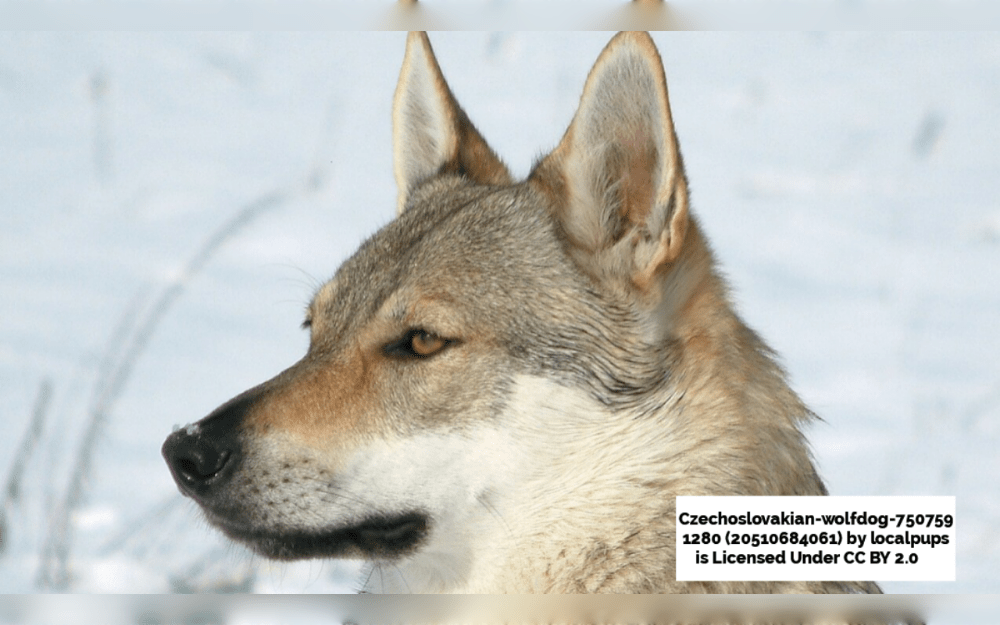 Czechoslovakian wolfdogs are stunning creatures that breed German Shepherds with Carpathian wolves.They have thicker, heavier coats in the winter, yet they have thinner, shorter coats on hot summer days.The dominant and independent Czechoslovakian Wolfdog needs to be trained properly and consistently.