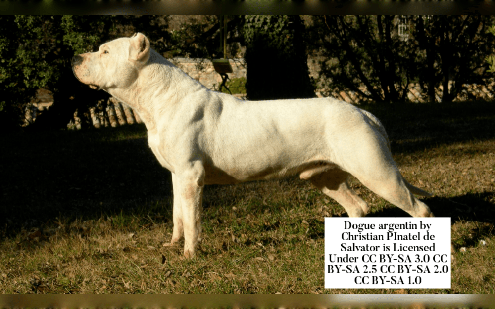 In India, 23 dog breeds were banned on March 12, 2024. The Delhi High Court issued the rulling after a committee of experts and animal welfare organizations submitted their findings in response to a ruling that prohibited the keeping of some dog breeds as pets. To stop the dog from breeding, owners of the restricted breed are advised to get their pets sterilized.