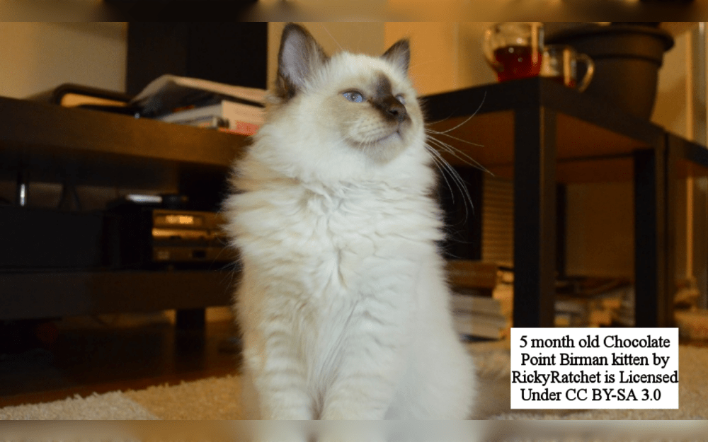 The Burmese-born Birman is well-known for its long, smooth fur and kind disposition.Birman cats are typically medium to large in size. In general, males are larger than females.The French word "Birmanie," which is a variant of the word "Burma," is the origin of the name of the Birman cat.