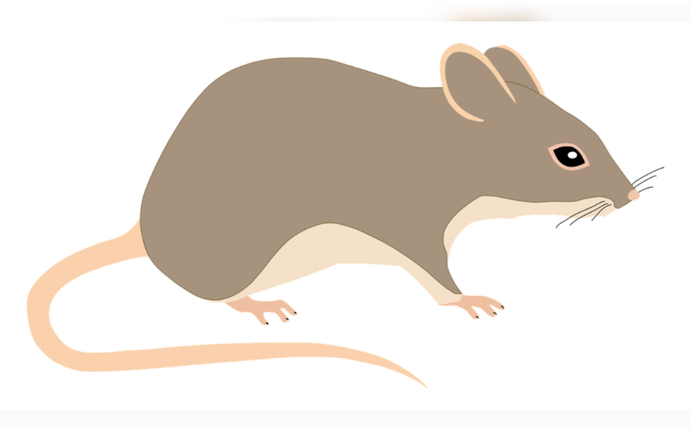 Mice are little, fast, easily scared, and don't like being touched.People have been keeping domestic mice as pets for ages. Mice have a wide range of coat types and colours, including lustrous and curly. Mice with proper care usually survive one to three years.