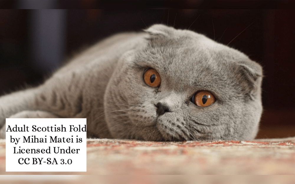 The medium-sized Scottish Fold has a sturdy, little body.Scottish Folds are characterized by their rounder faces and folded-back ears.Their eyes are round and wide.