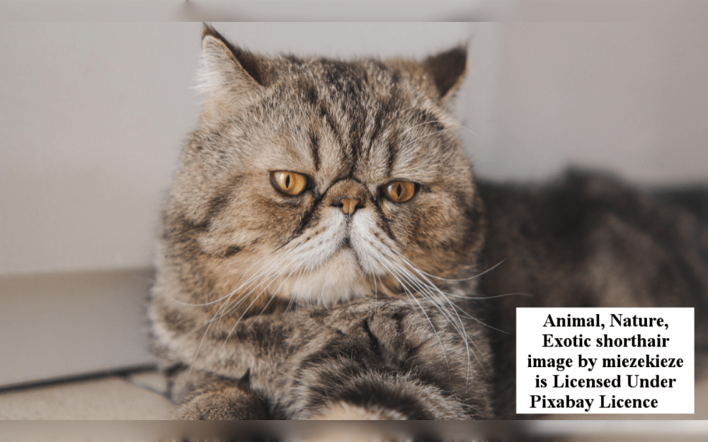 Exotic Shorthair is a medium-sized cat breed. The large, round head has a short, open face and small, wide-set ears. The eyes have a bright hue and are big and large.