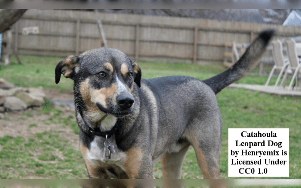 Catahoula Leopard Dogs are known for their many coat patterns, which include spotted, brindle, solid, or patched, as well as their various coat colours, which include black, red merle, black, yellow, and black.