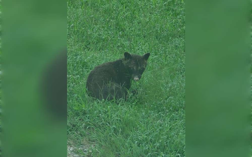 A Shawnee Heights resident shot a picture in their driveway this past Saturday, and it quickly went viral in northeast Kansas,United States