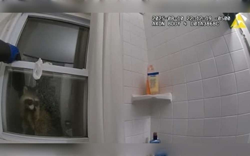 While responding to a report of an unusual home entry, police officers in northern Wisconsin were confronted by several "masked bandits."