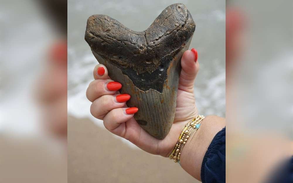 Thirty-five miles off the coast of Wilmington, North Carolina,United States, Christian Corbitt, owner of Encounter Scuba and founder of Apex Fossils, uncovered a roughly 6-inch preserved Megalodon tooth.