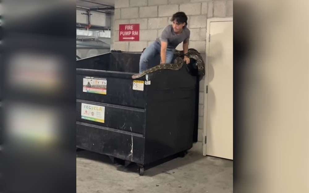 In downtown Los Angeles, a 20-foot python with a serious mouth illness was just discovered left in a dumpster. According to reports, police and animal control refused to help, so a local reptile handler saved the snake.