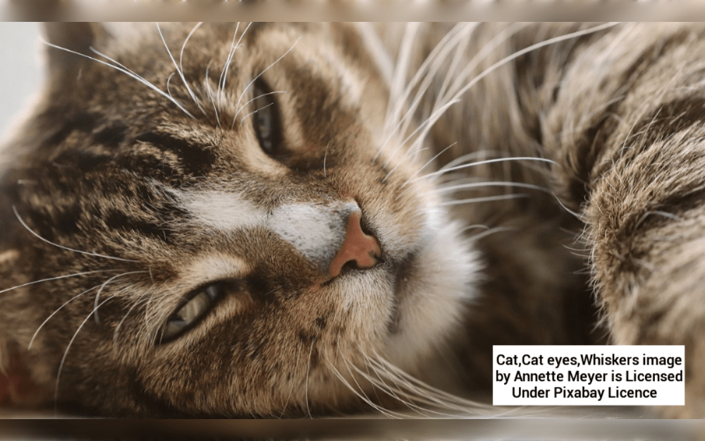 Litter boxes for your pet cat or cats should be placed in multiple easily accessible areas that are hidden from one another.Open trays are the standard litter box. They are inexpensive, simple to locate, and generally trouble-free for cats to use. Because they are simple to clean, many owners prefer them.