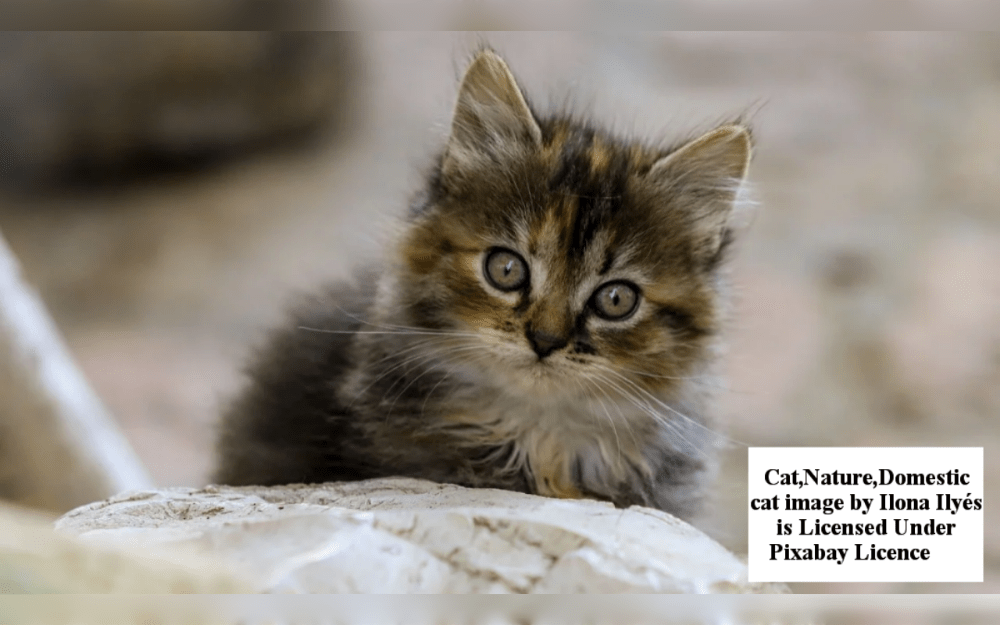 Kittens under four weeks old are at a delicate age. Their mothers provide for all of their needs.Find the mother of any kitten you come across. Do not take the kittens away from her.