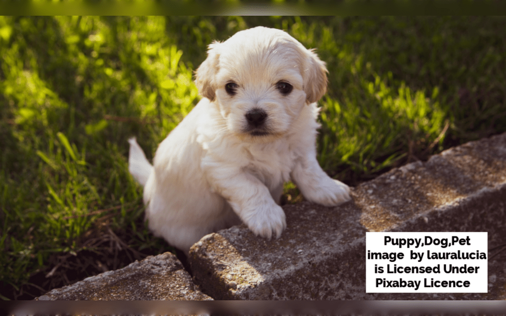 Your puppy's current body weight and physical condition determine how much food they should be fed. The idea is to keep your puppy from becoming obese due to rapid growth.