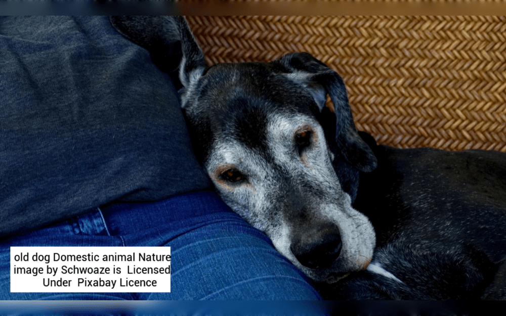 If you recently adopted a adult dog, you're trying to find as many dog-related tips as you can. Even while you're eager to keep your dog healthy and comfortable in their new home, you want to prevent any problems.