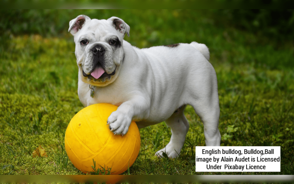 Toys can keep your dog from getting bored when you have to leave them at home and calm them down when they're anxious. In some cases, toys can even help keep your dog from exhibiting problematic behaviours.Dogs often have no problem playing with anything.