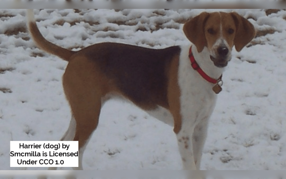 A medium-sized hound breed from the United Kingdom, the harrier dog has a striking similarity to foxhounds and the Beagle, even though its characteristics separate them.