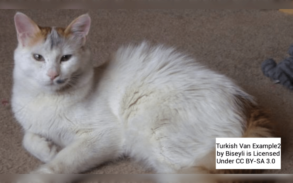 With a pure white body and a unique coloured head and tail, the Turkish Van is a big, strong, yet graceful cat.Originating in the untamed and climatically diverse area of Lake Van, Turkey, the Turkish Van is a natural breed cat.
