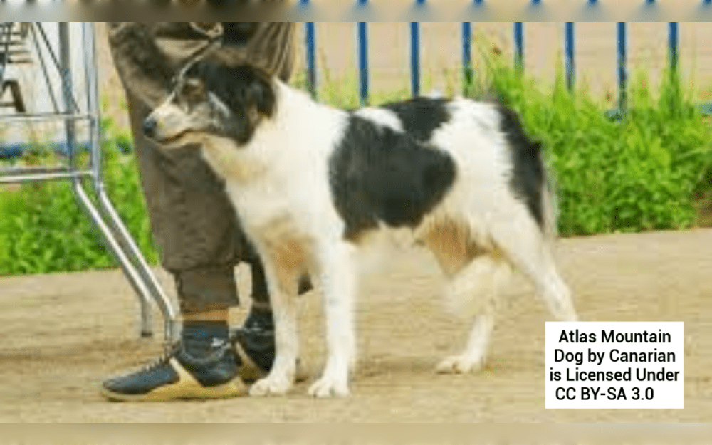 In the Atlas Mountains of Morocco, the Aïdi breed, which is known for its loyal and protective nature.Another common name for the Aidi breed is the Atlas Mountain Dog.