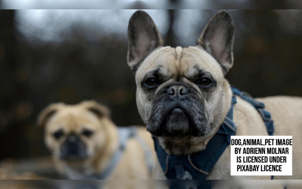 A number of factors are taken into consideration when selecting the least expensive dog breed in India. The initial cost of getting the dog, recurring expenses like food and medical care, grooming costs, and the characteristics of the specific dog breed.