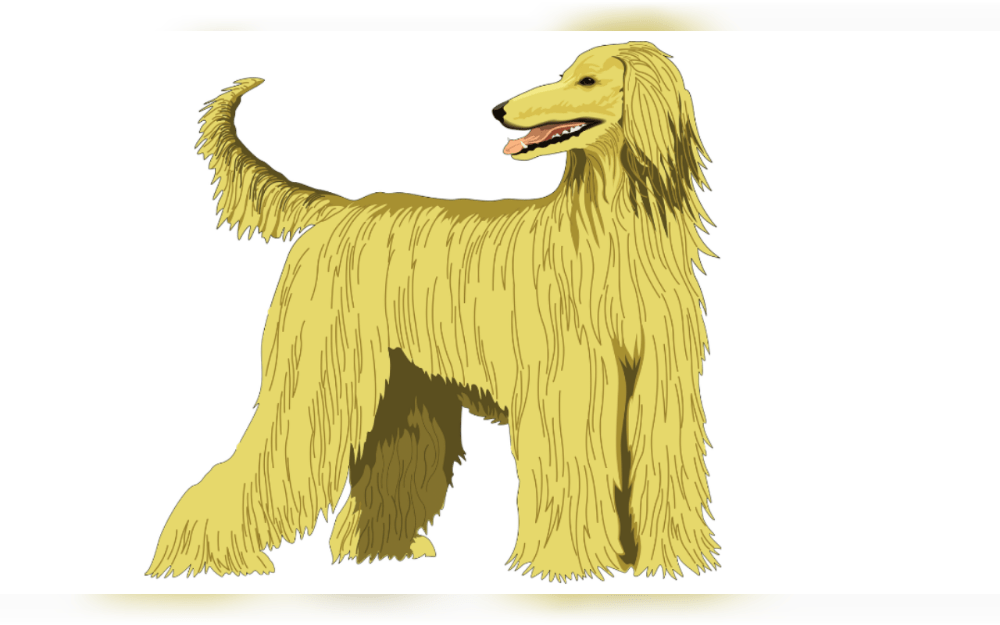 Afghan Hounds are an ancient and exquisite dog breed that originated in the highlands of Afghanistan. Tall dogs with eye-catching long coats of smooth, straight hair, Afghan hounds are frequently regarded as among of the most glitzy dog breed.