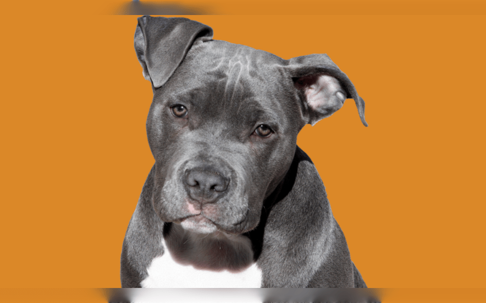 Pitbull Terriers are medium-sized dogs, with males reaching 35-70 pounds and standing 18-21 inches tall. Female Pit Bulls are usually smaller, weighing between 30 and 60 pounds and standing 17 to 20 inches tall.