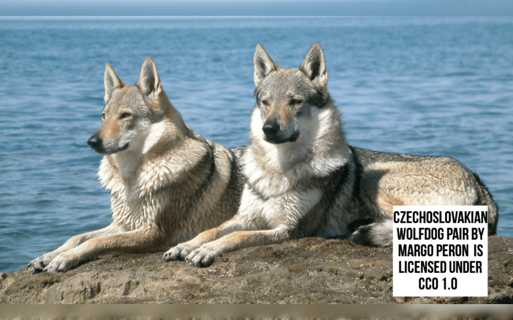 The Czechoslovakian wolfdog, also called the Czechoslovakian vlcak, is a large working dog breed that was first breed in Czechoslovakia.German Shepherd and Carpathian Wolf hybrid, created for border petroling in the 1950s.