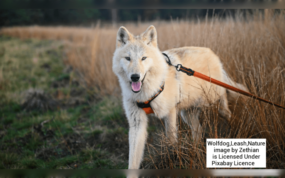 When a wolf and a domestic dog mate, the resulting offspring is known to as a "wolf-dog hybrid."Usually a cross between a wolf and a German shepherd, Siberian husky, or Alaskan malamute, the Wolfdog can also be mixed with other breeds.