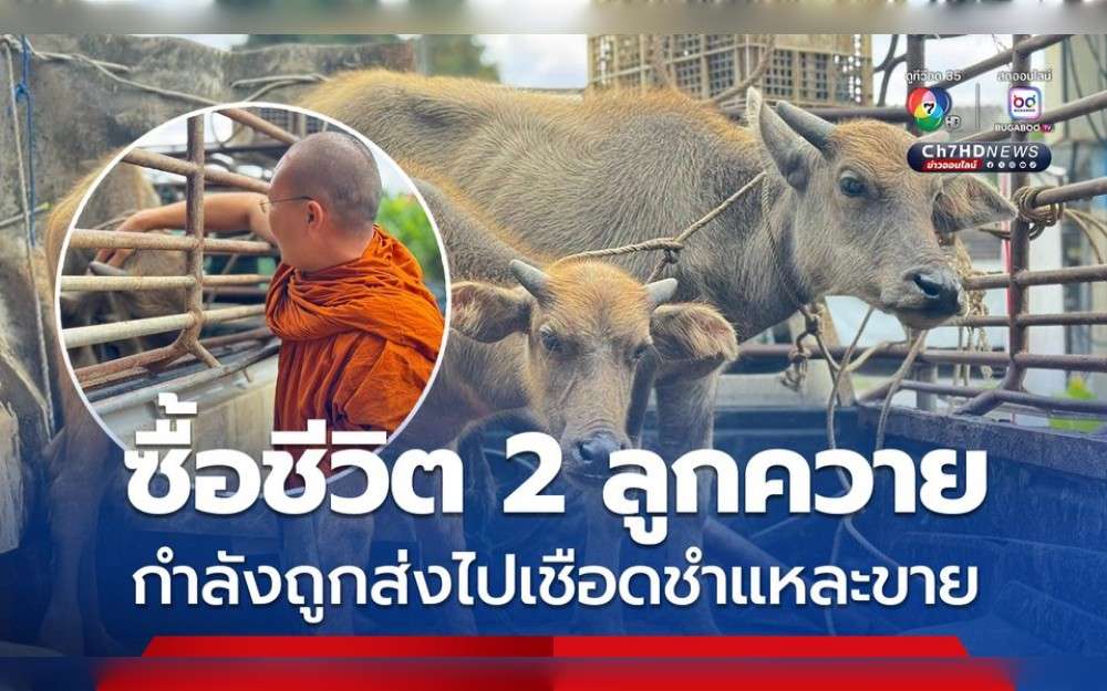 While travelling from Wat Chedi Luang in Chiang Mai Province to Wat Saen Thammaram in Mae Taeng District,Thailand, a monk from Wat Chedi Luang, a significant Buddhist temple situated at the heart of Chiang Mai’s Old City in Thailand, recently came upon a vehicle transporting two buffalo calves and, alarmed, gave the truck instructions to follow and inquire about the calves.