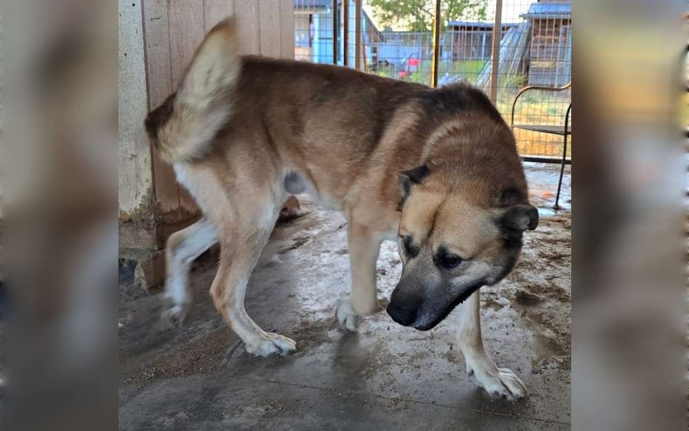 A cross between a German Shepherd and a Malamute, the American Alsatian is also known as the North American Shepalute.The height of these dogs is between 25 and 32 inches. They typically live between 9 and 13 years and weigh about 100 pounds,lifespan 12 to 15 Years.